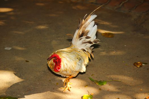 Chicken forage on the ground
