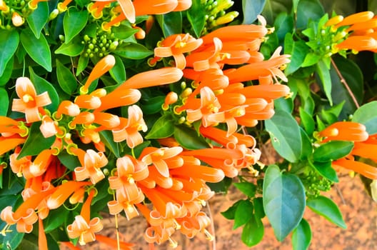 Orange trumpet,close up