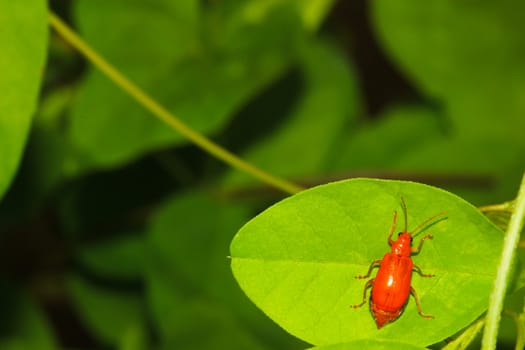 ladybug on a green leaf texture