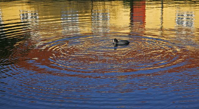 Coot swimming and diving in a  pond.