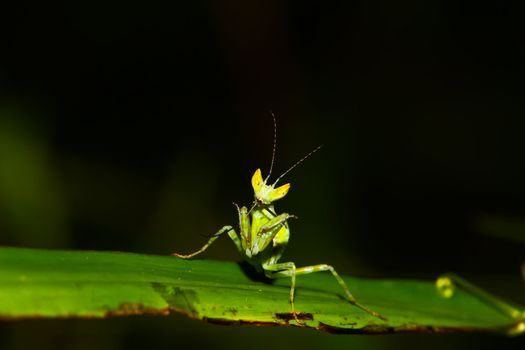 green mantis mantide