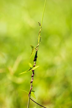 Water spinach