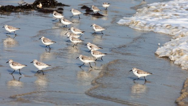 Panning image of tiny Semipalmated Sandpiper (Calidris pusilla)  birds running on the wet sand of a coast in western Europe.