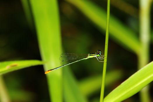 dragonfly outdoor