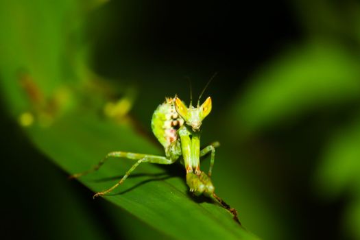 green mantis mantide