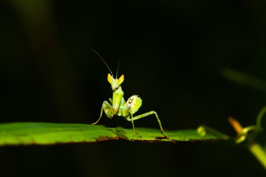 green mantis mantide