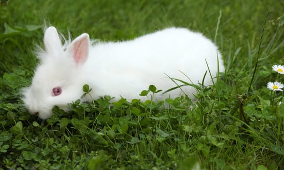 dwarf white rabbit in green grass