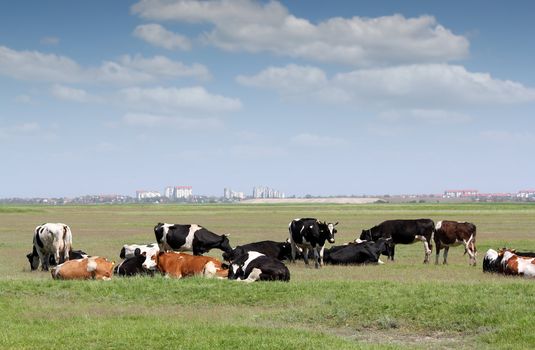 herd of cows on pasture with city in background