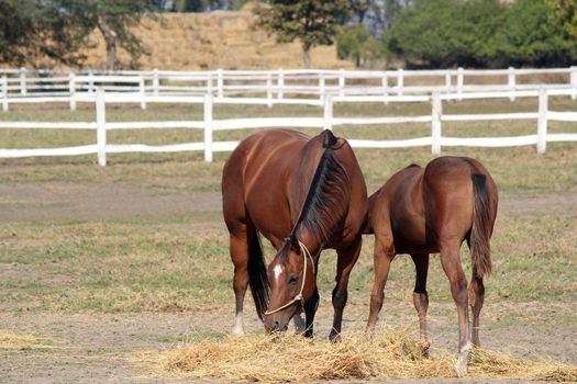 horse and foal in corral farm scene