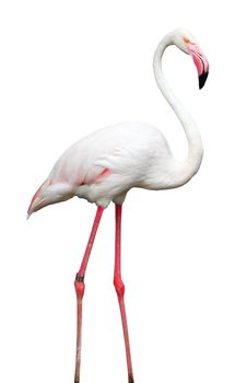 Bird flamingo walking on a white background