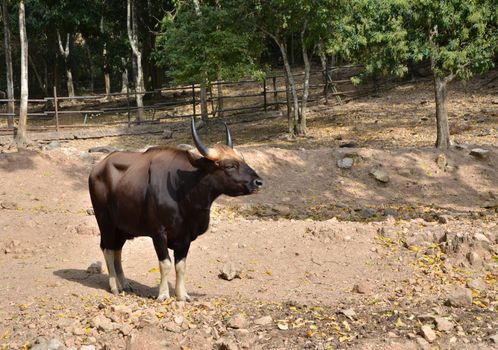 Gaur, Jaint black bull in rainforest, Thailand. 