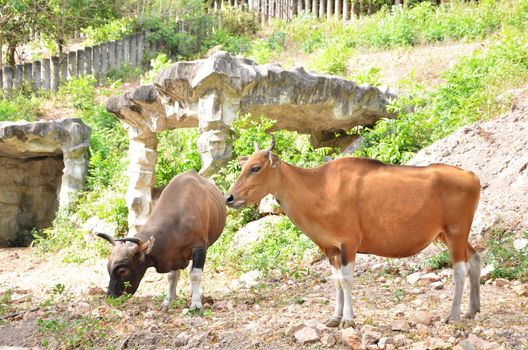 Banteng, red bull in rainforest of Thailand. 