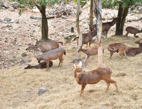 Group of Sambar deer in forest at national park, Thailand 