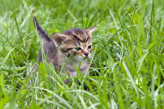 Image of the small cute kitten in the grass