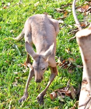 Alert grey kangaroo in zoo
