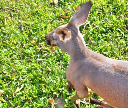 Close up of a grey kangaroo