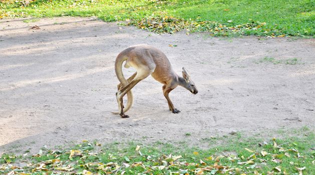 Alert grey kangaroo at zoo
