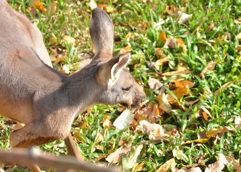 Close up of a grey kangaroo