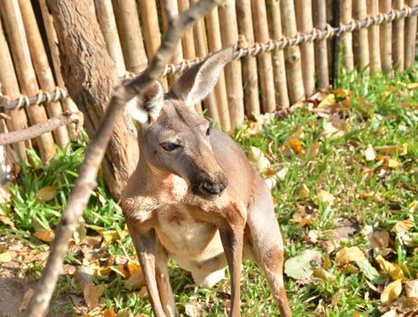 Close up of alert grey kangaroo 