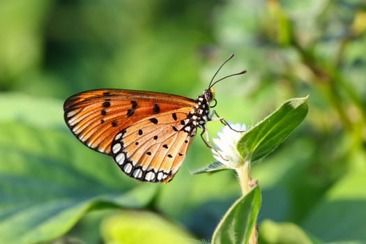 A butterfly resting on  flower