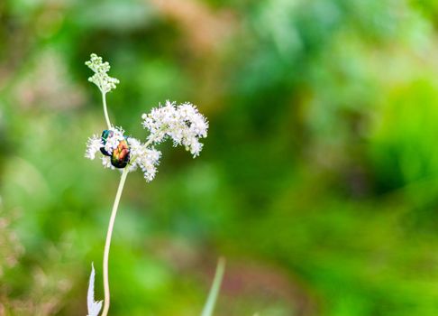 Big insect Beetle (green bug) on a flower.