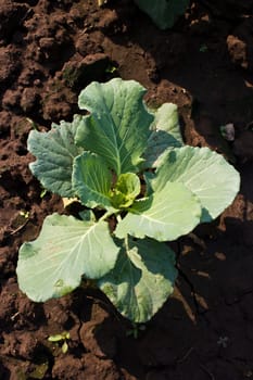 close up young cabbage.
The vegetables are healthy and non-toxic.