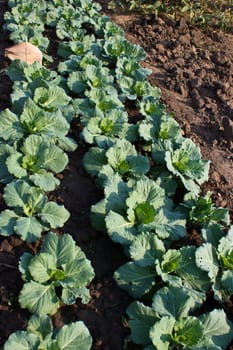 Cabbage garden.
The vegetables are healthy and non-toxic.