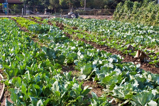 Cabbage garden.
The vegetables are healthy and non-toxic.