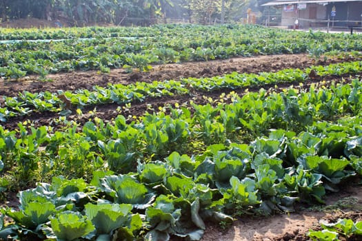 Cabbage garden.
The vegetables are healthy and non-toxic.