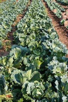 Cabbage garden.
The vegetables are healthy and non-toxic.