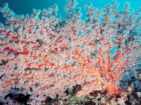 Corals