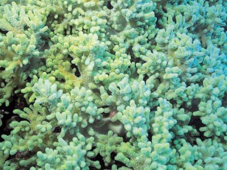 Corals