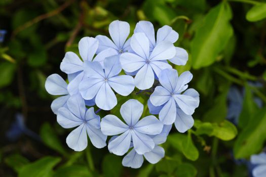 blooming blue flowers