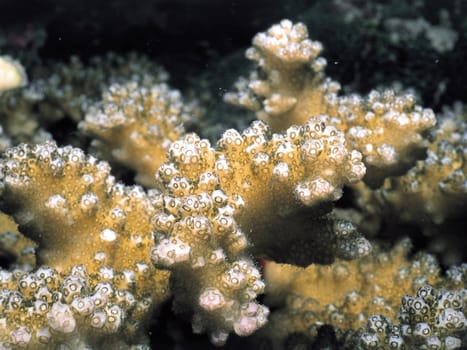 Corals