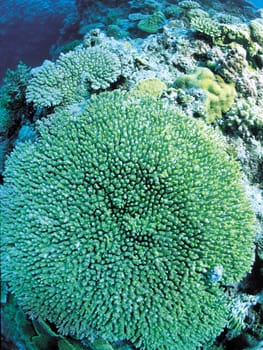 Corals