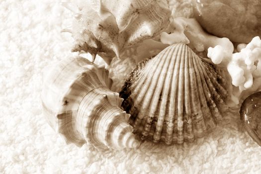 Wet cockleshells and corals on a towel