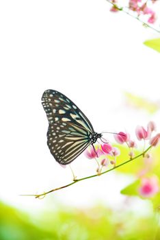 Butterfly on flowers.