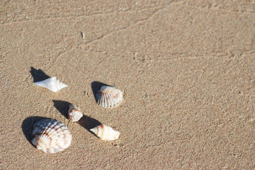 different seashells on a beach sand, marine landscape 