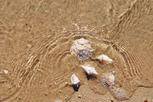 different seashells on a beach sand, marine landscape 