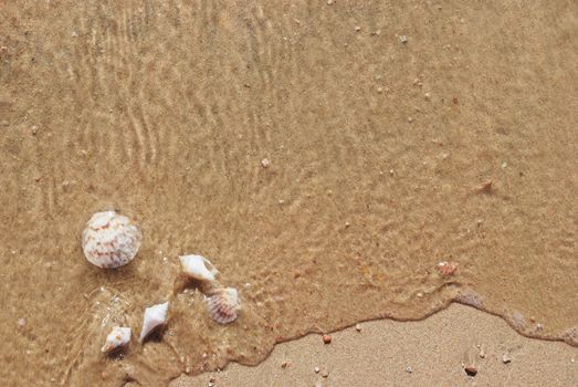 different seashells on a beach sand, marine landscape 