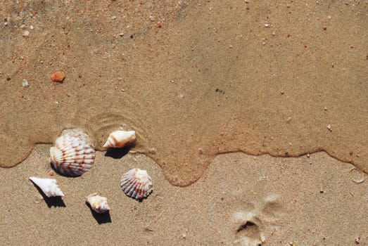 different seashells on a beach sand, marine landscape 