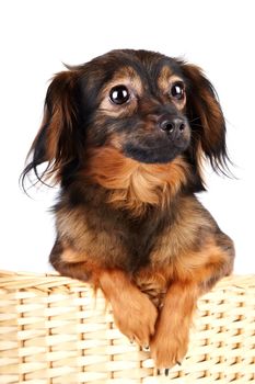 Decorative dog. Puppy of the Petersburg orchid on a white background