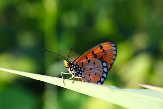 A butterfly resting on  leaf.