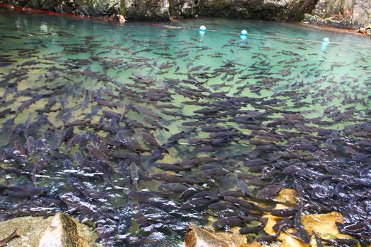 A school of Mahseer Barb fish in Pliew Waterfall National Park,