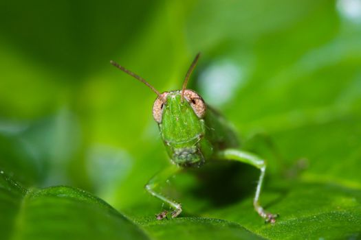 Macro of grasshopper