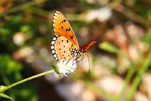 A butterfly resting on  flower