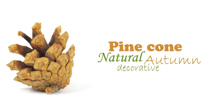 Pine cone isolated on white, clipping path included