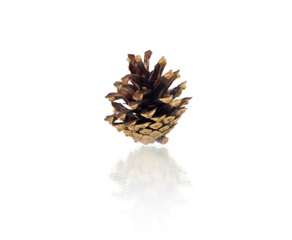 Pine cone isolated on white, clipping path included