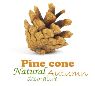 Pine cone isolated on white, clipping path included