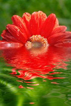 fresh red daisy reflected in water